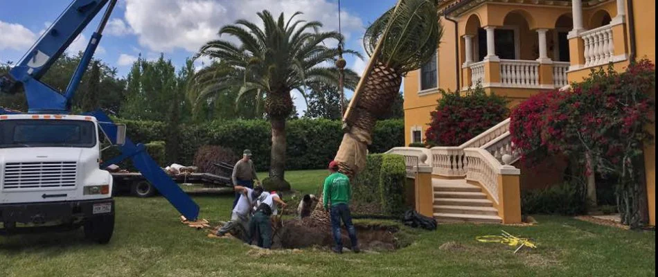Workers in Davenport, FL, removing a palm tree.