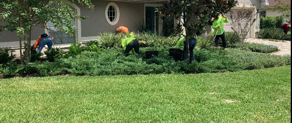 Workers in Davenport, FL, performing landscaping services.