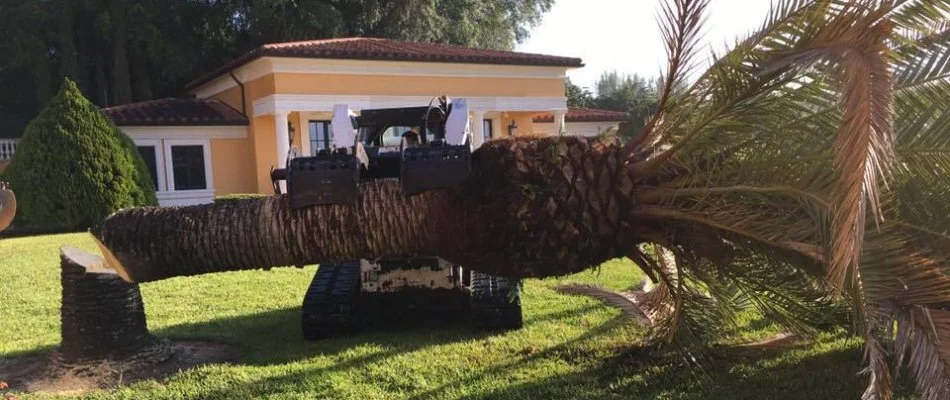 Diseased palm tree in Lakeland, FL, being removed.