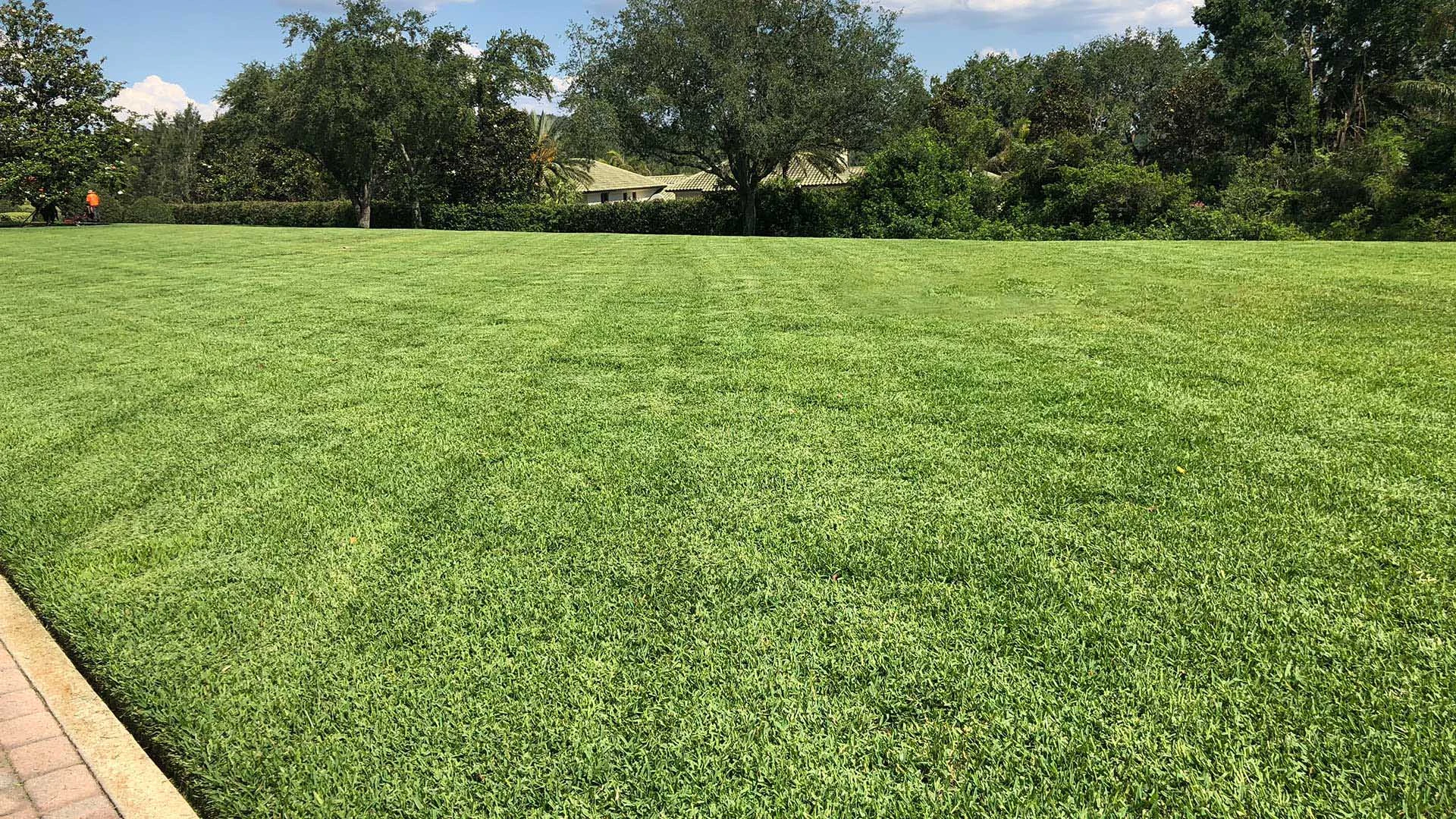 Green, fertilized, healthy, and well maintained lawn at a home in Highland City, FL.