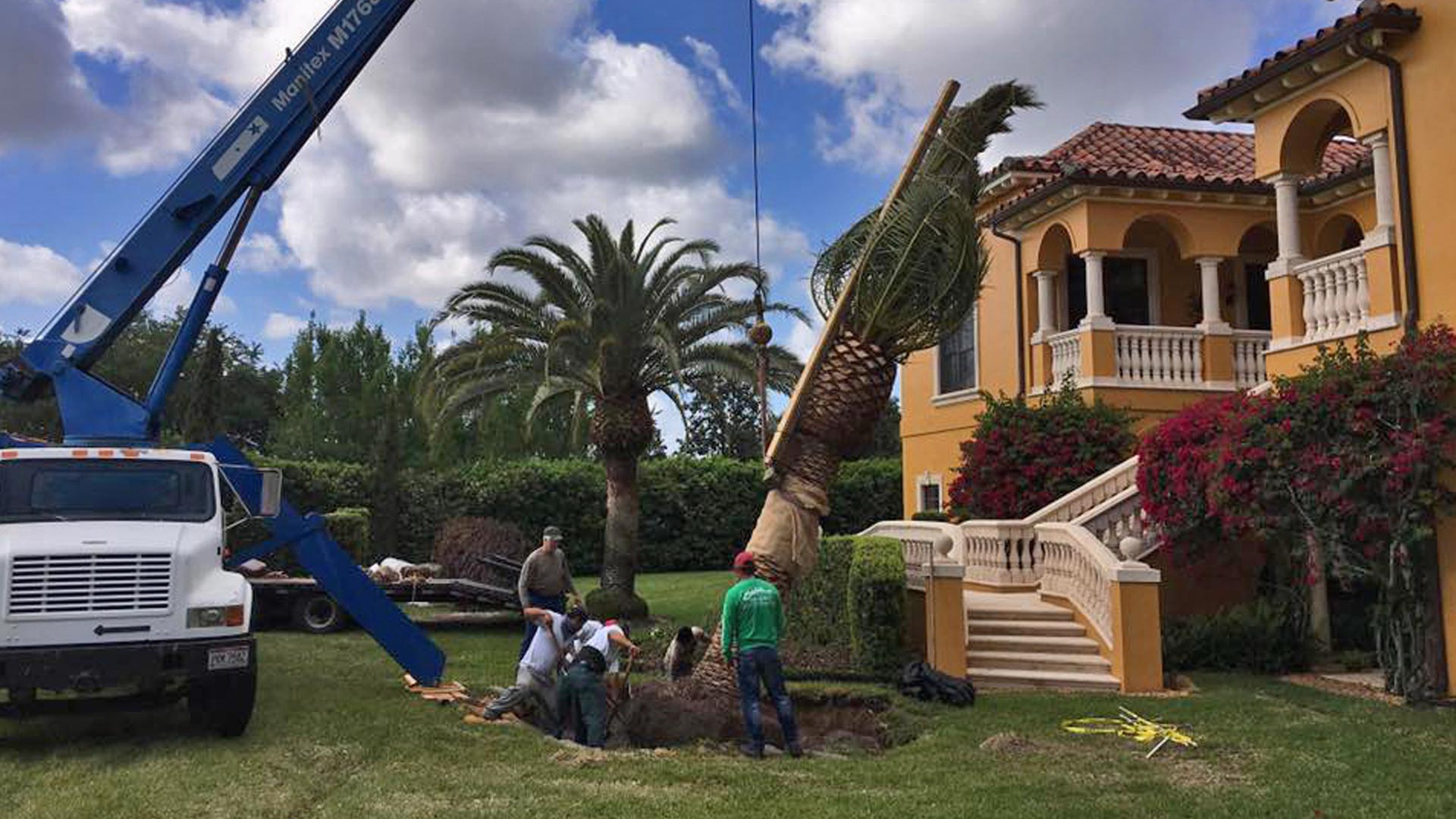 Large palm tree being installed at residential property.