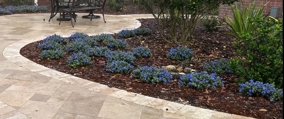 A landscape bed in Bartow, FL, with blue plants and mulch.