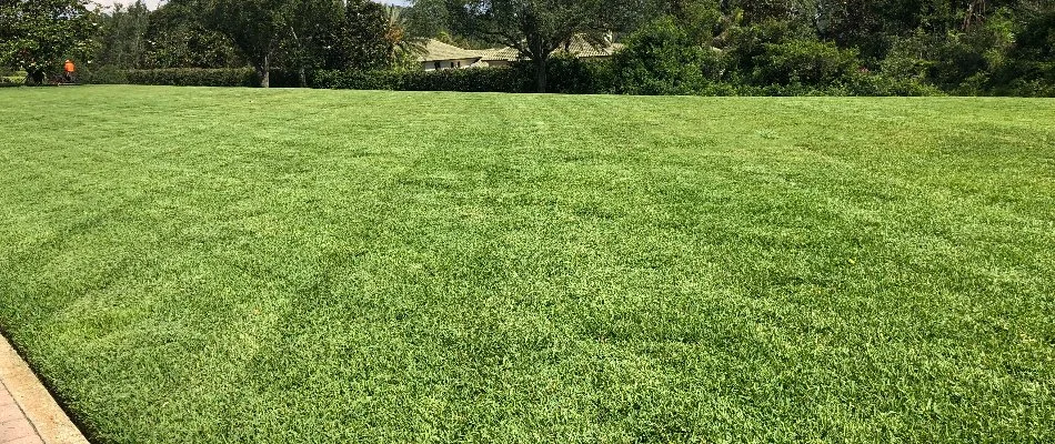 Mowed lawn in Bartow, FL, with rotated mowing patterns.