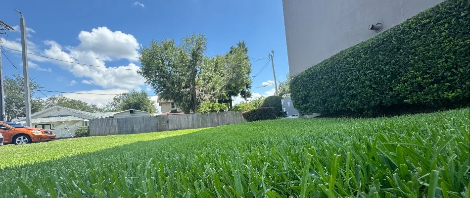 Low-angle view of a lush, green lawn with a tall hedge on the right. The background includes a fence, trees, and a neighboring building under a blue sky with clouds.