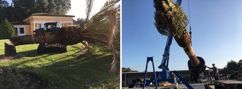 Large palm tree being cut down and replaced with a new one in Bartow, FL.