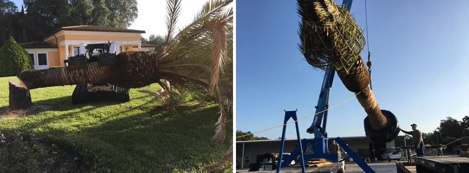 Large palm tree being cut down and replaced with a new one in Bartow, FL.
