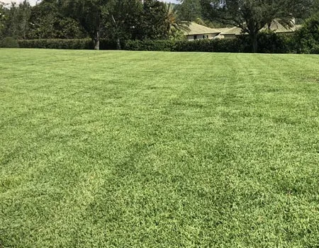 Grass that we maintain with our lawn services in Bartow, FL.
