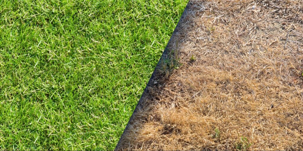 Patchy Grass