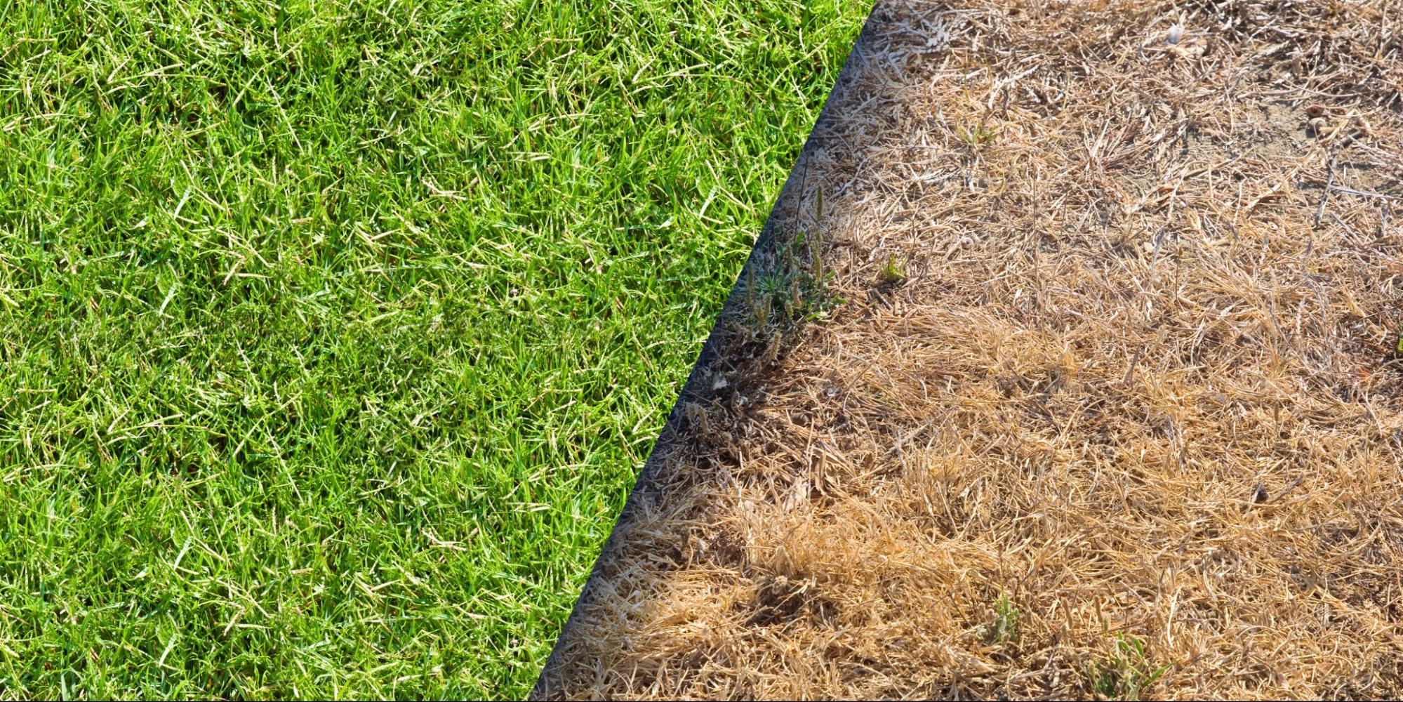 Patchy Grass